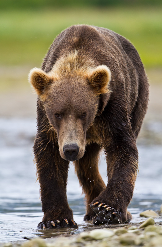 Grizzly Bear